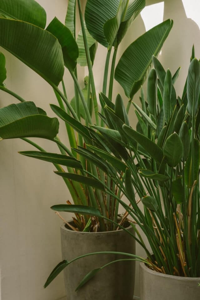Spathiphyllum - الصورة 2