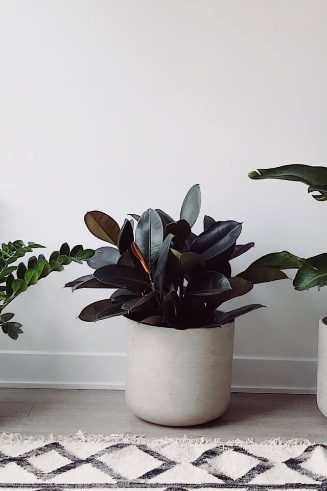 Hoya Obovatum - الصورة 2