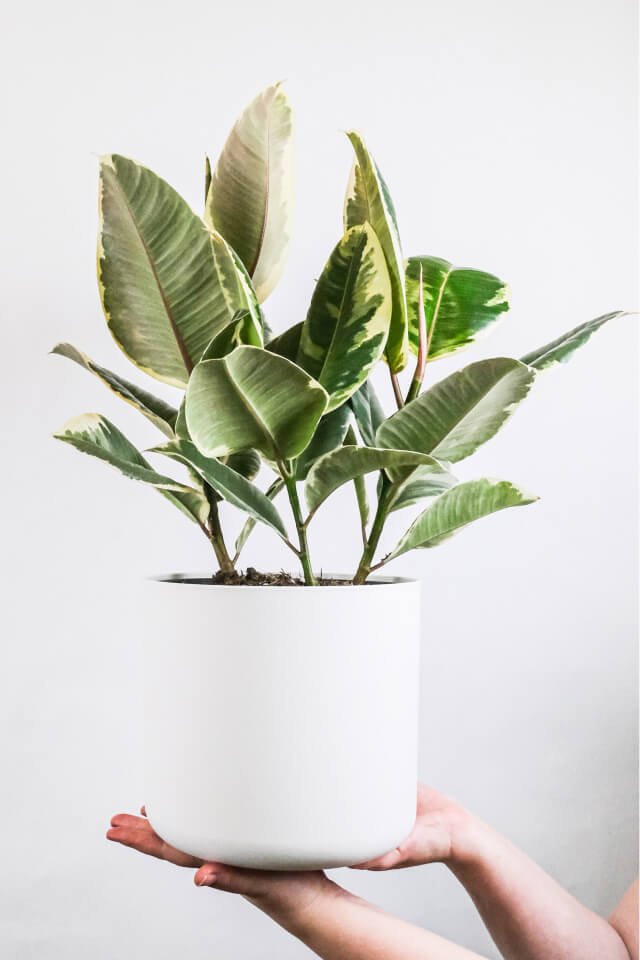 Calathea Beauty Star - الصورة 2